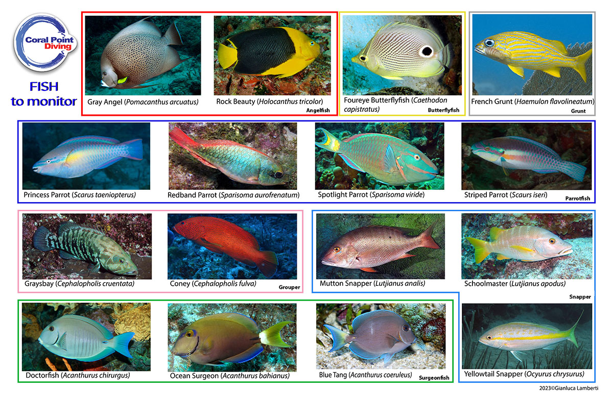 Fish chart